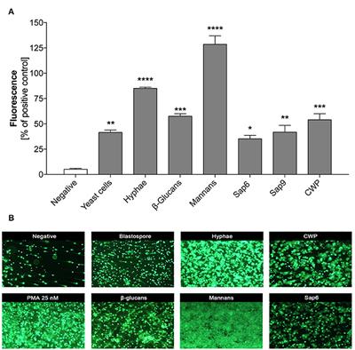 Aspartic Proteases and Major Cell Wall Components in Candida albicans Trigger the Release of Neutrophil Extracellular Traps